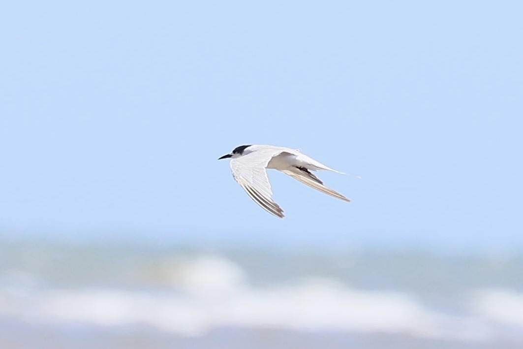 Charrán Común - ML647683331