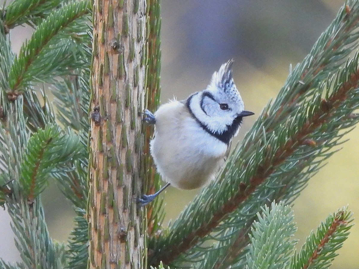 Herrerillo Capuchino - ML647683333