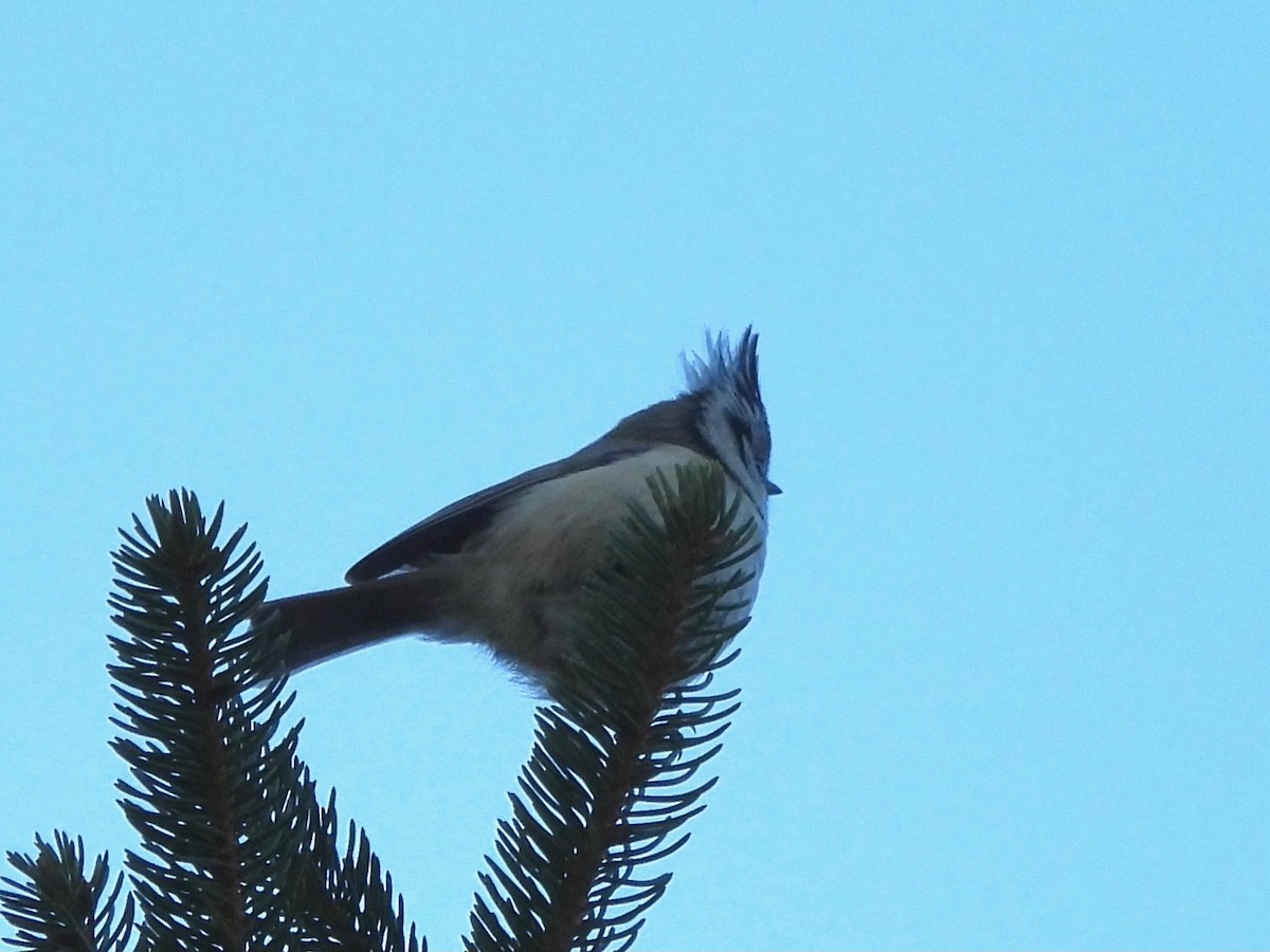 Herrerillo Capuchino - ML647683334
