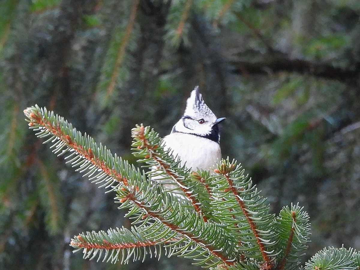 Herrerillo Capuchino - ML647683335