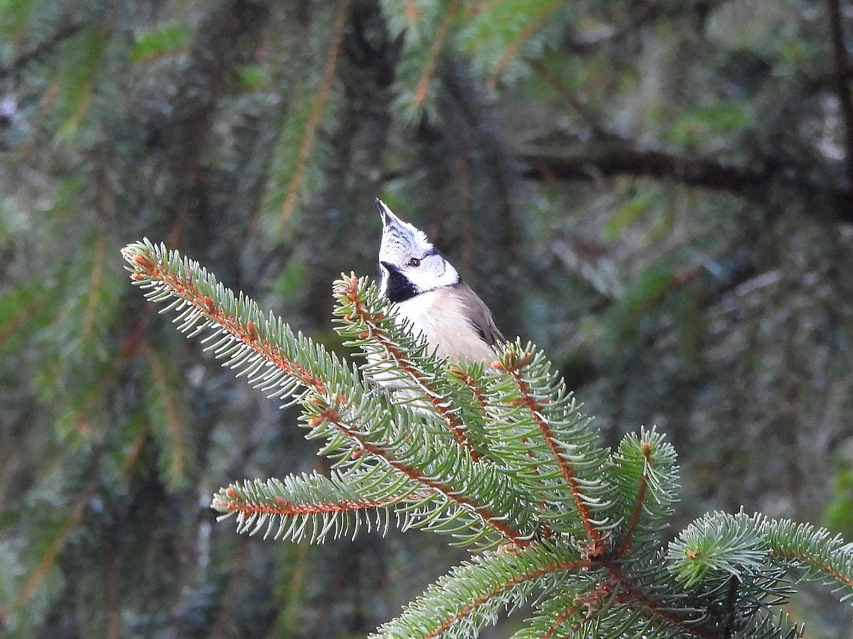 Herrerillo Capuchino - ML647683336