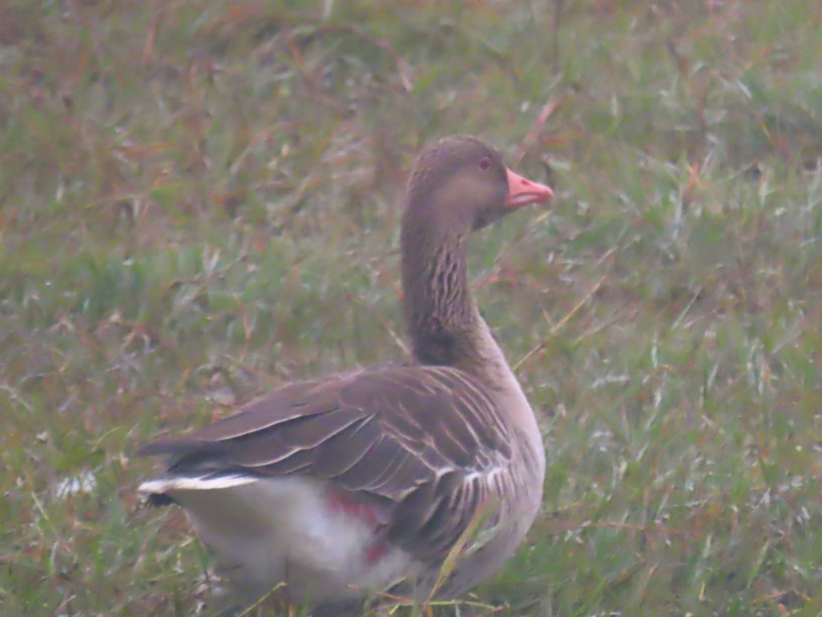 Ánsar Común - ML647683337