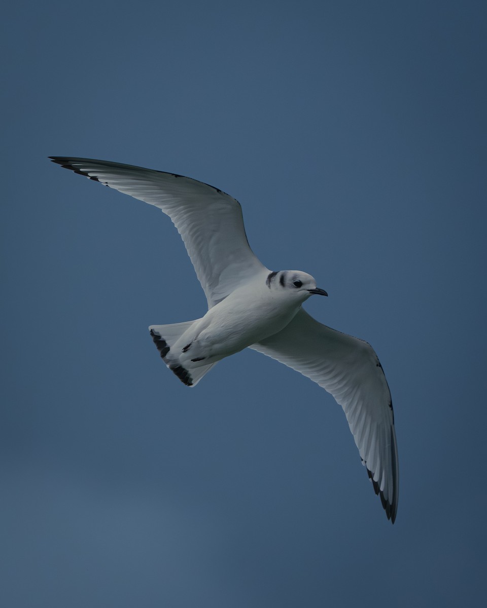 Gaviota Tridáctila - ML647683338