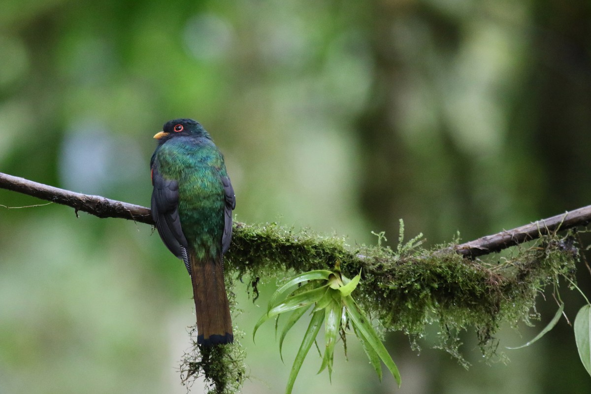 Trogón Enmascarado - ML647683339