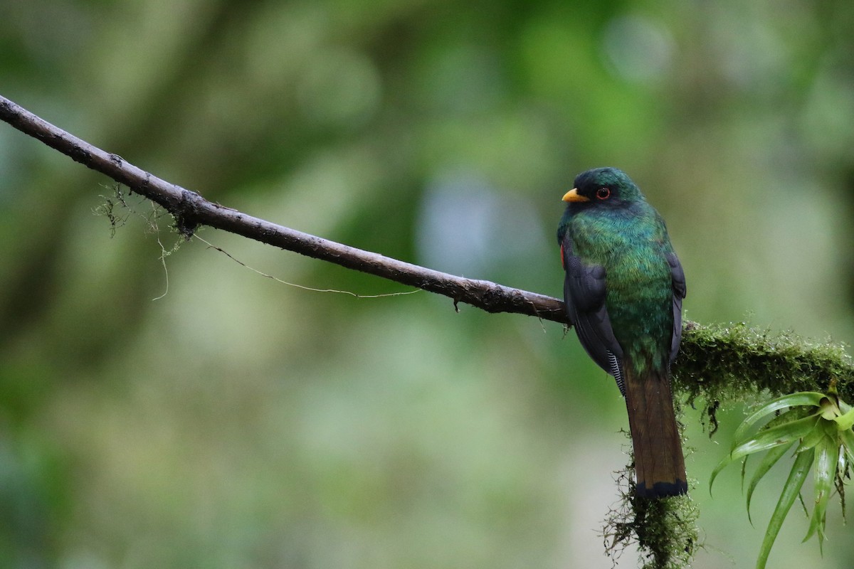 Trogón Enmascarado - ML647683340