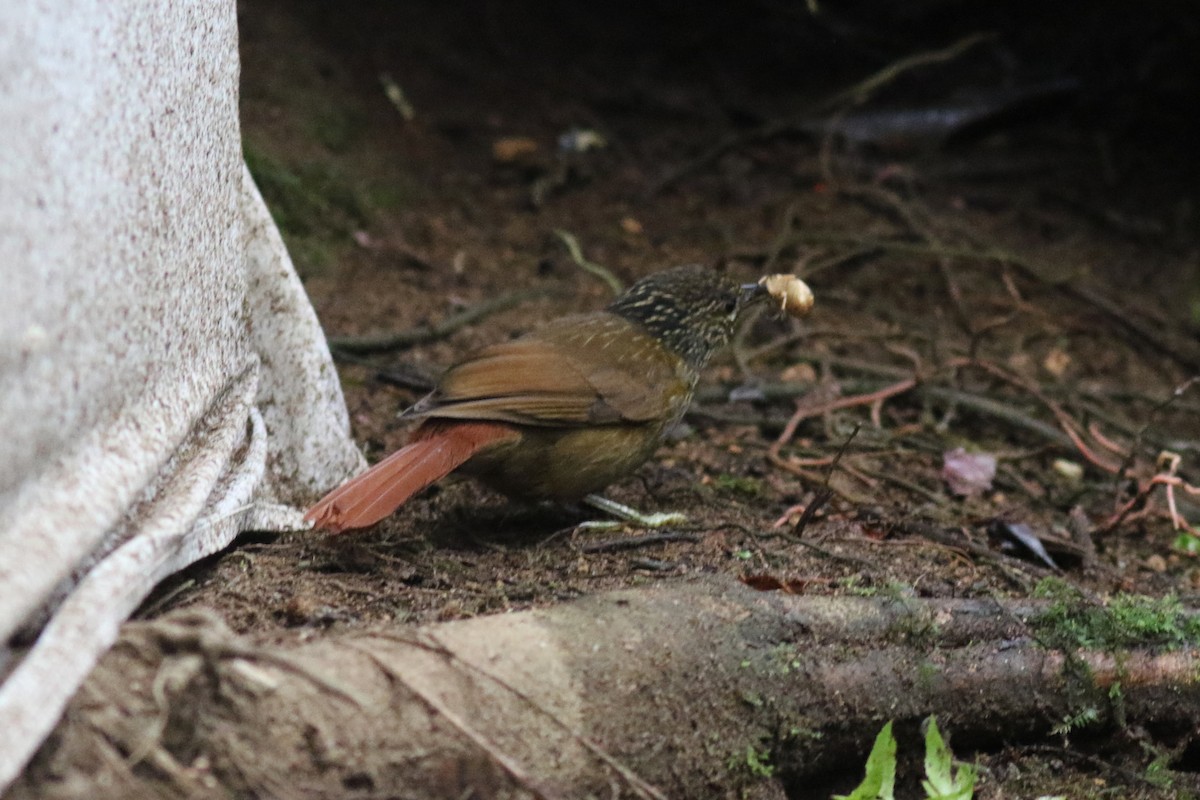 Ticotico Rayado - ML647683341