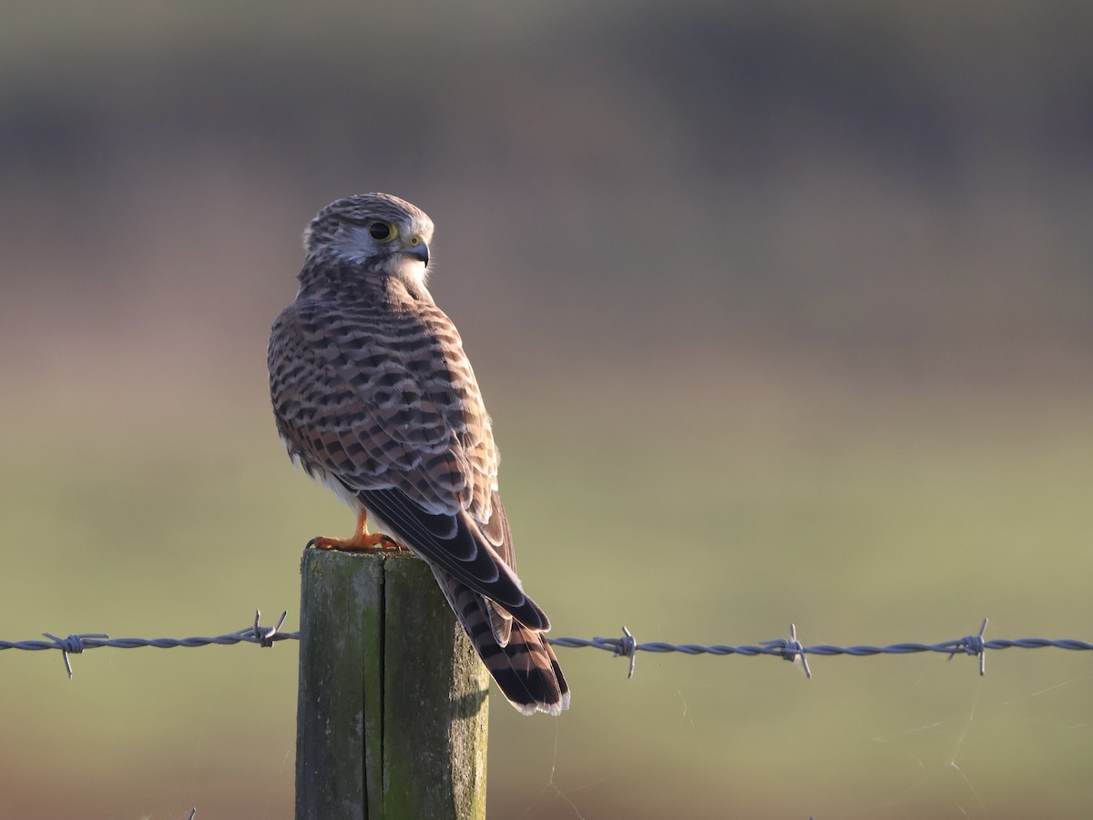 Cernícalo Vulgar - ML647683343