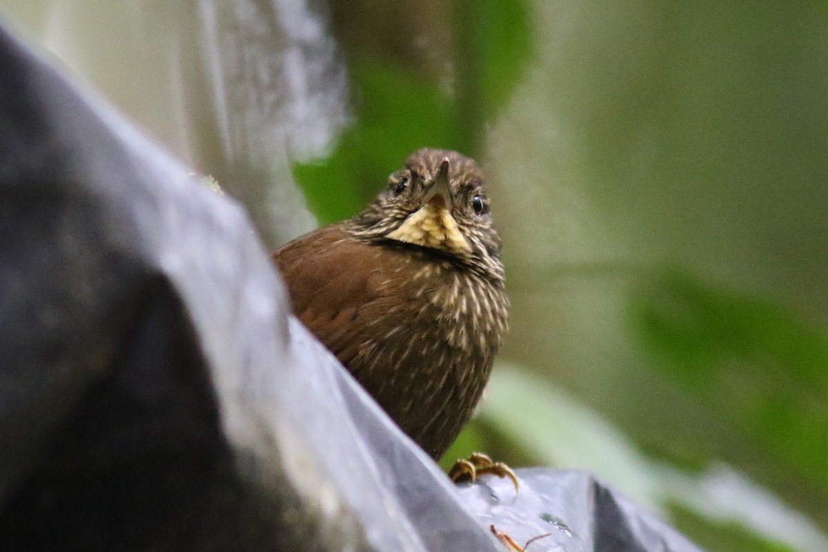 Ticotico Rayado - ML647683344