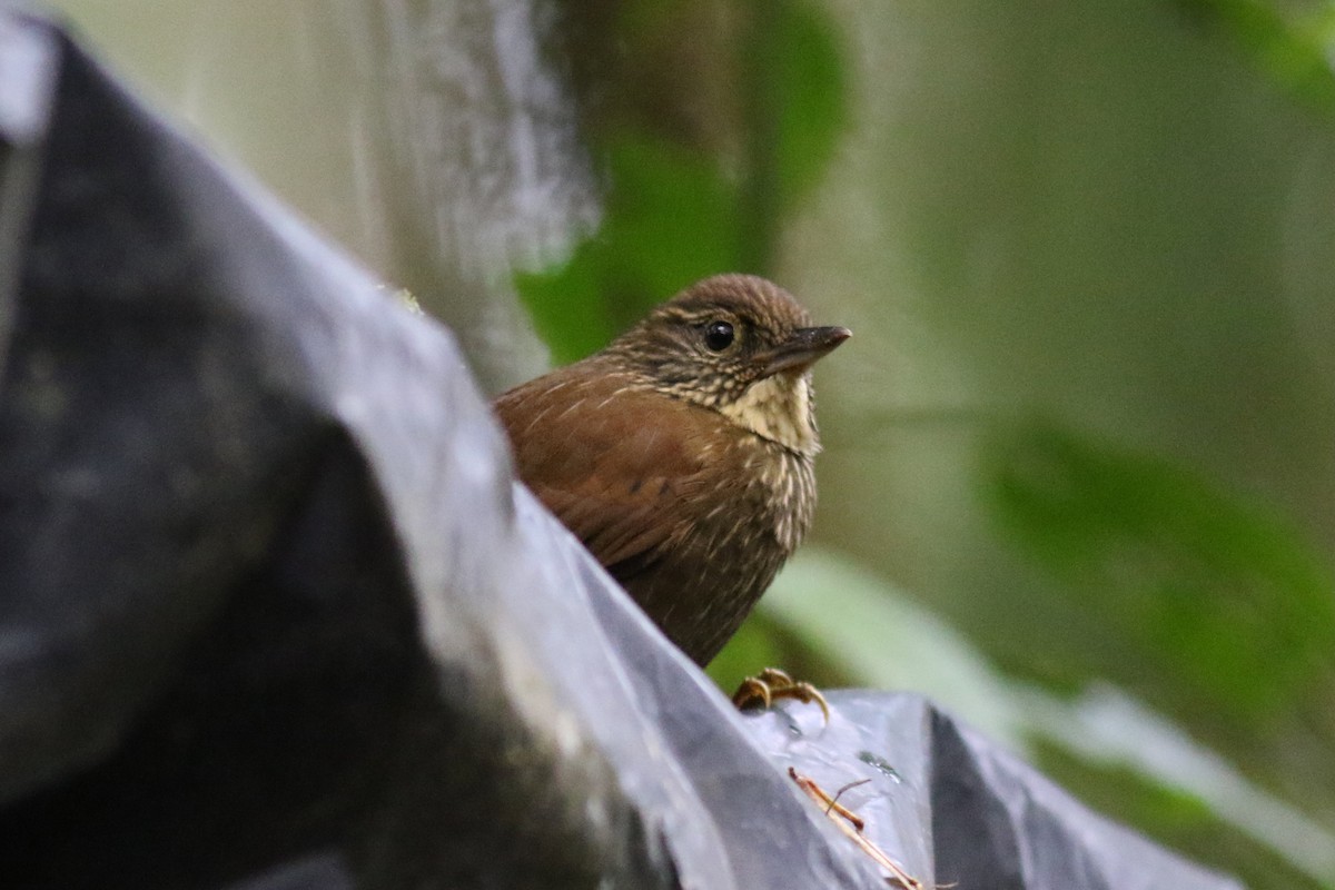 Ticotico Rayado - ML647683345