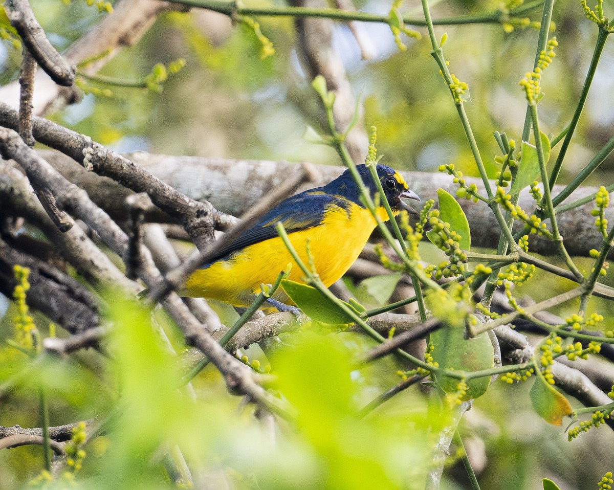 Eufonia Gorjiamarilla - ML647683346