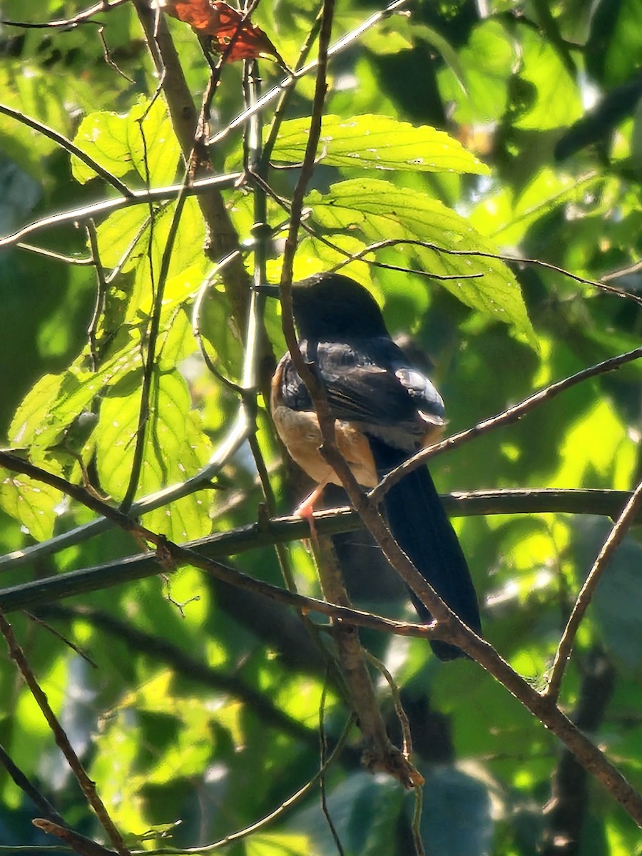 Shama Malabar - ML647683347