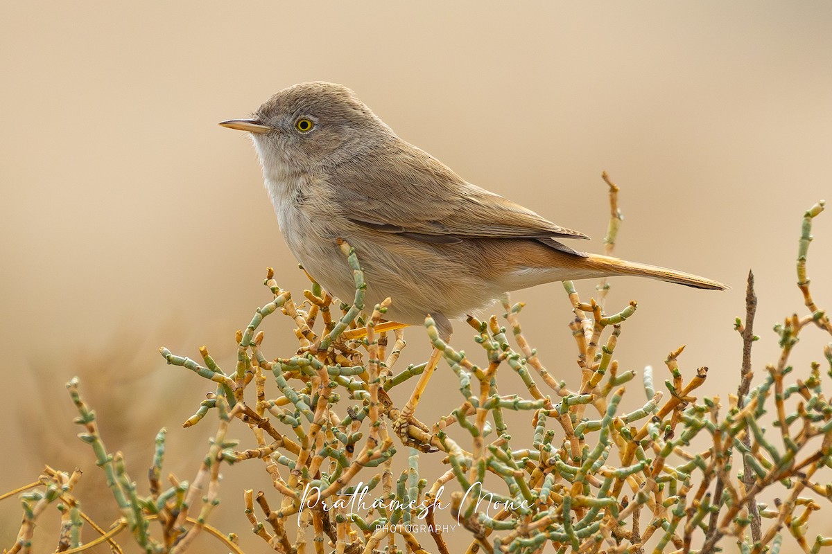 Curruca Enana - ML647683349