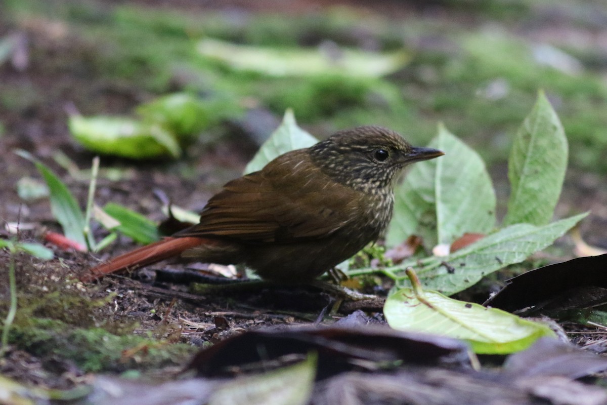 Ticotico Rayado - ML647683350