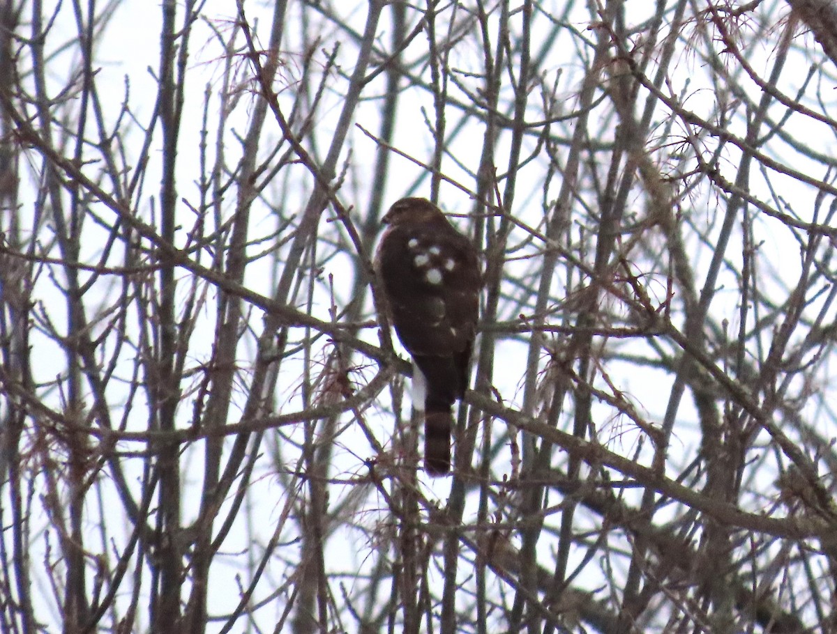 Gavilán Americano - ML647683351