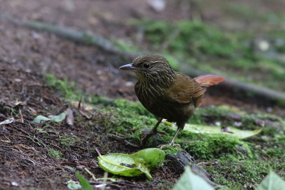 Ticotico Rayado - ML647683354