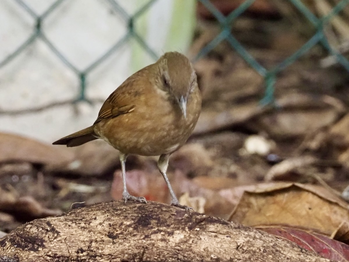 Cocoa Thrush - ML647683355