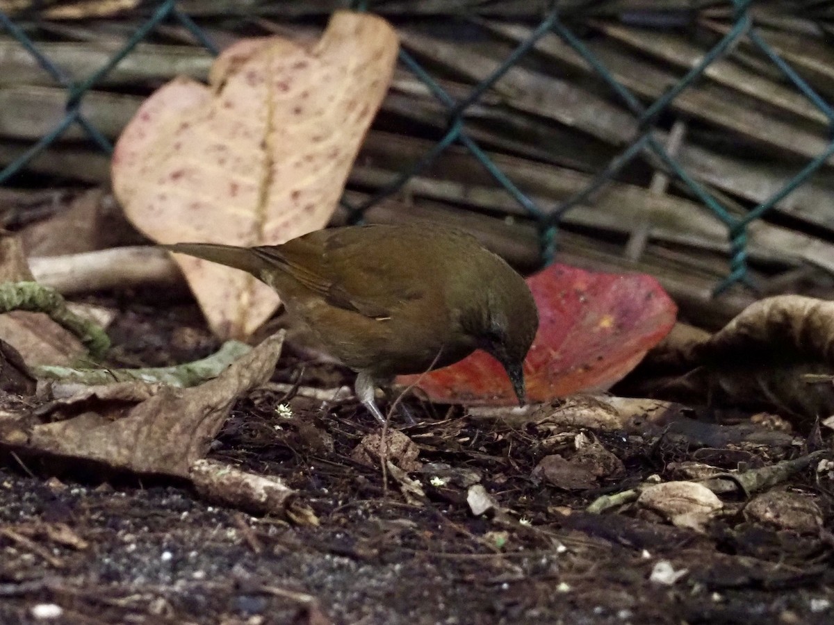 Cocoa Thrush - ML647683356