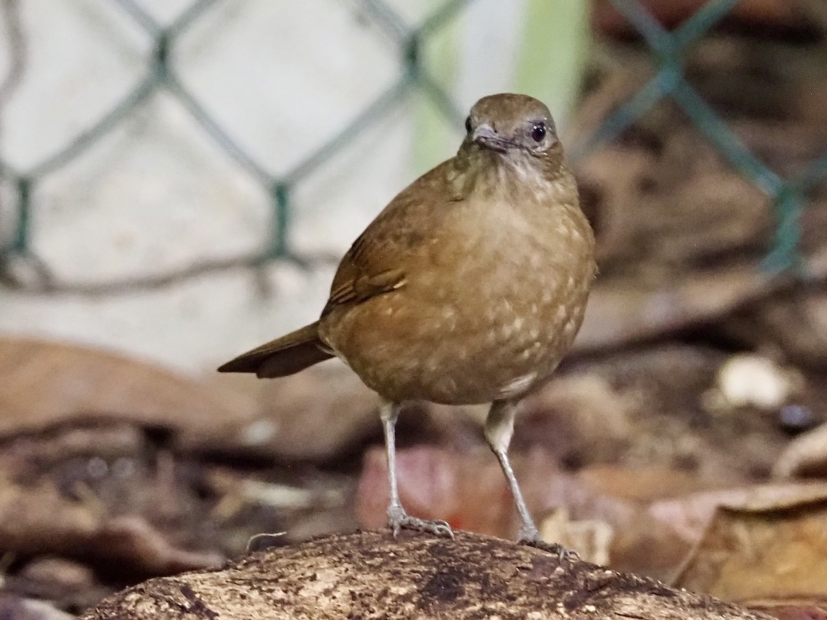 Cocoa Thrush - ML647683357