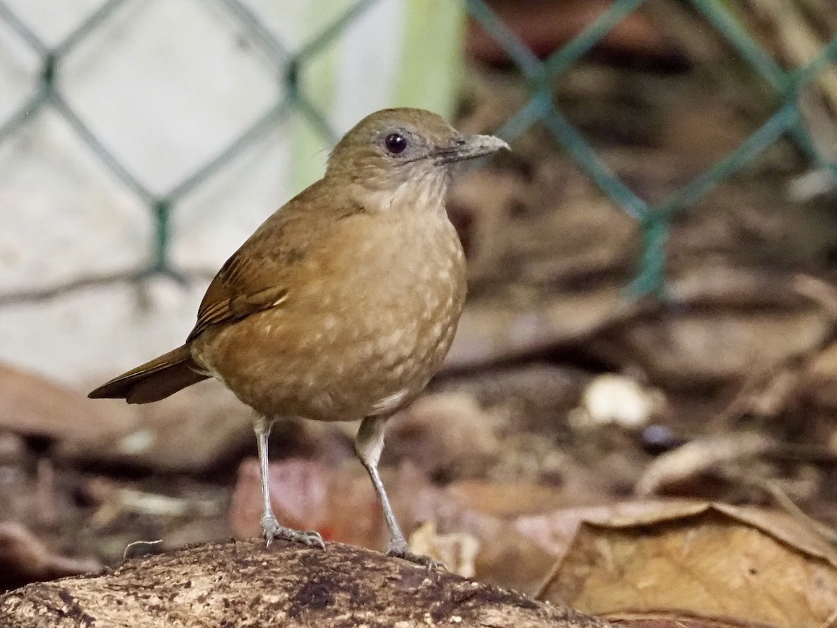 Cocoa Thrush - ML647683358