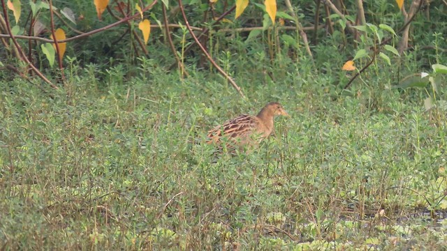 Рогатая камышница - ML647683376