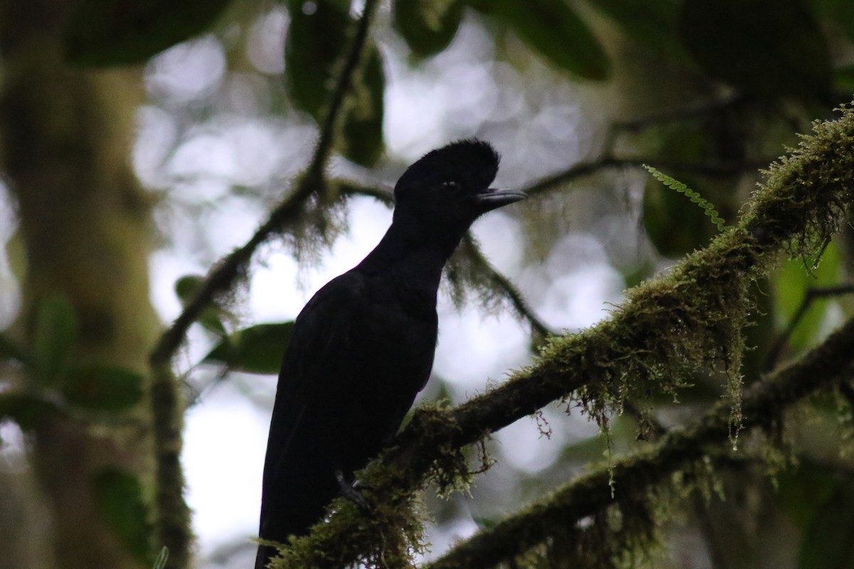 Long-wattled Umbrellabird - ML647683379