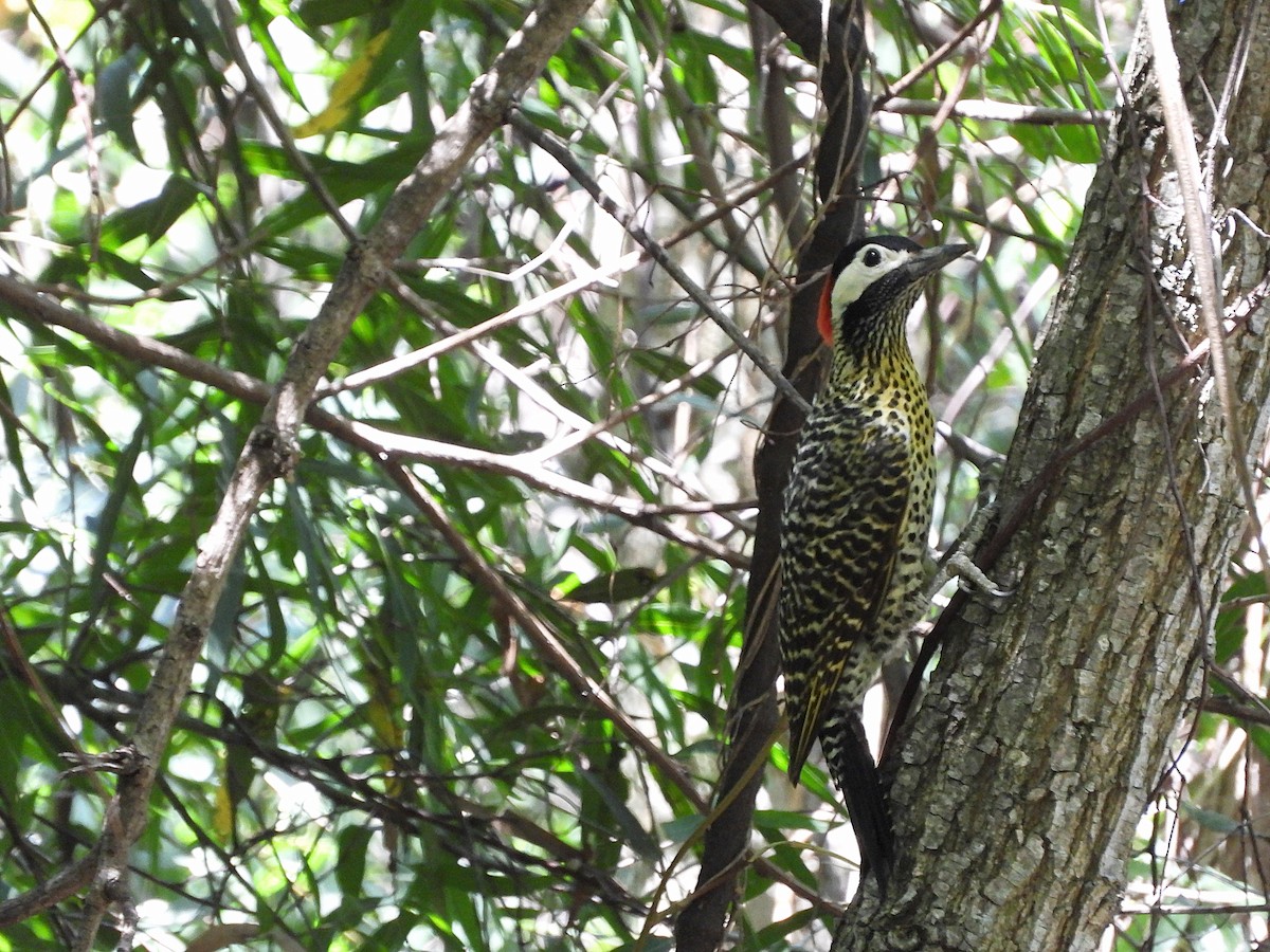 Черноусый дятел - ML647683399