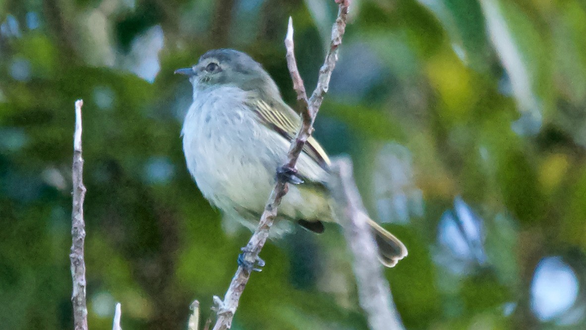 Mistletoe Tyrannulet - ML647683412