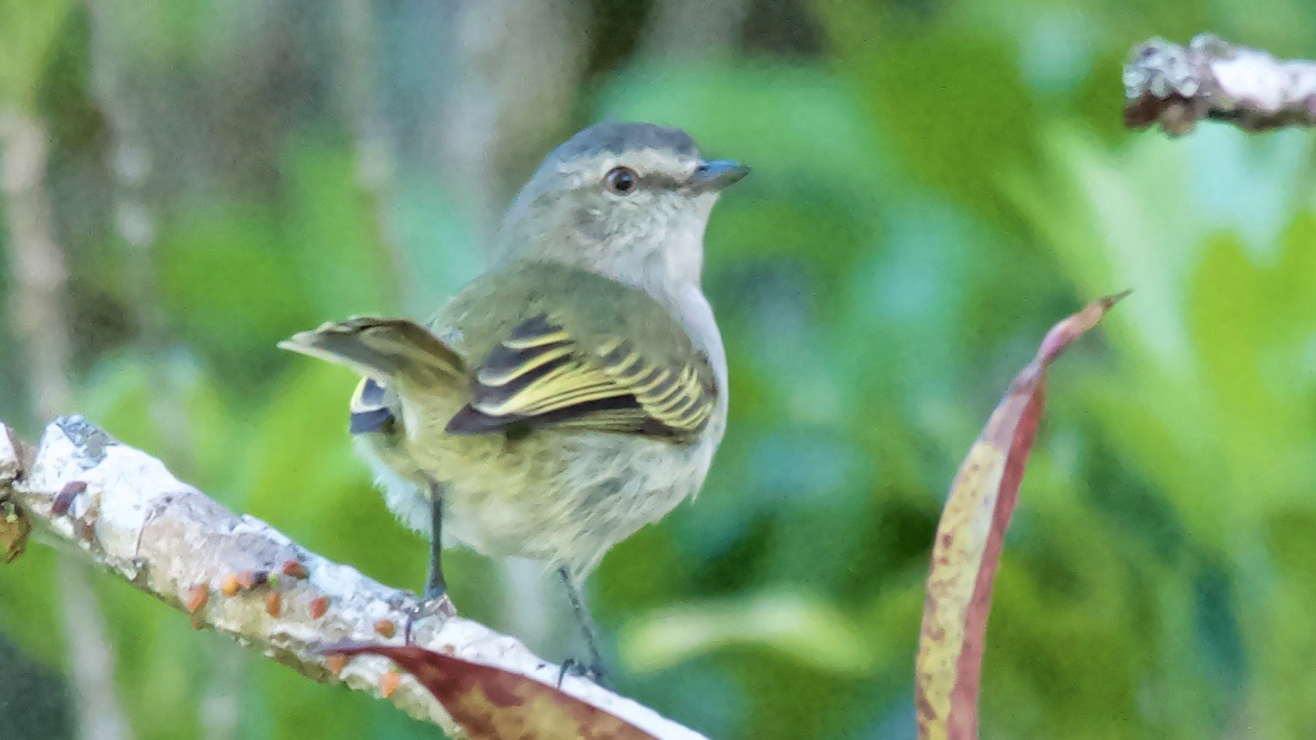 Mistletoe Tyrannulet - ML647683415