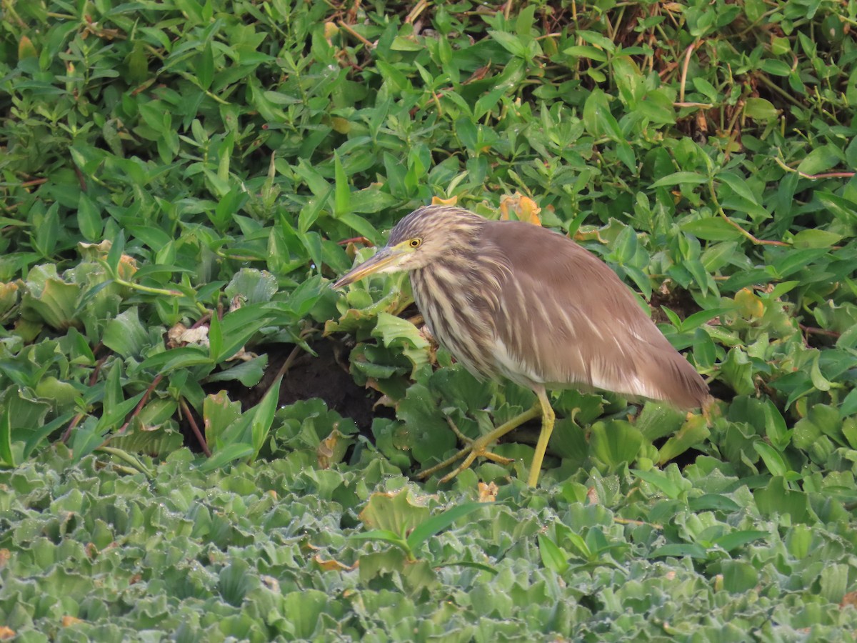 Indian Pond-Heron - ML647683423