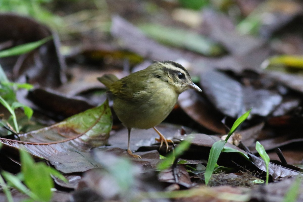 Three-striped Warbler - ML647683425