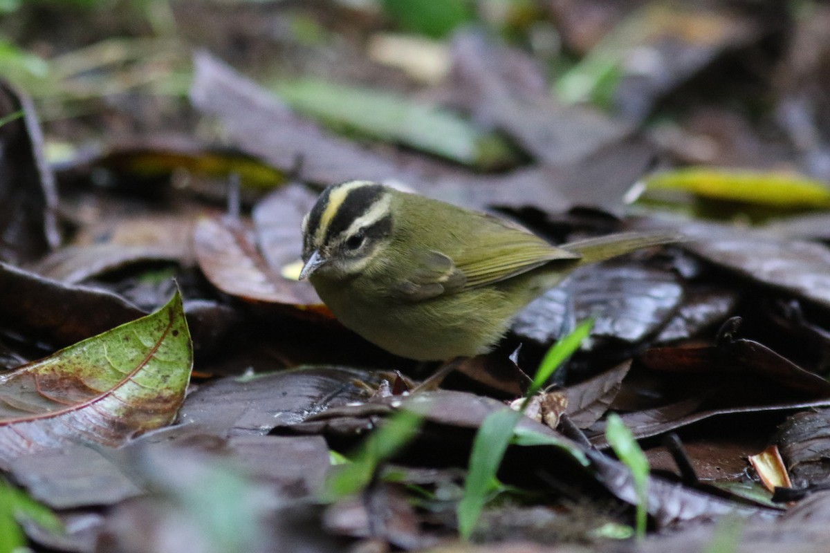 Three-striped Warbler - ML647683426