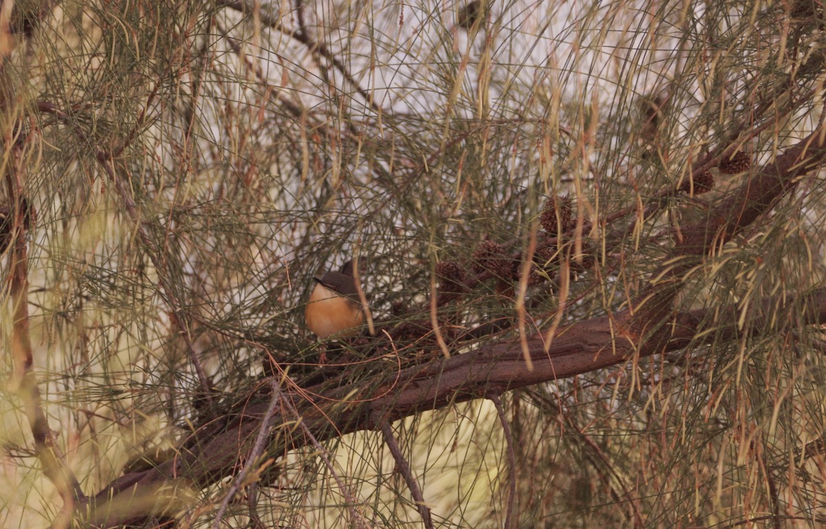 Ashy Prinia - ML647683427