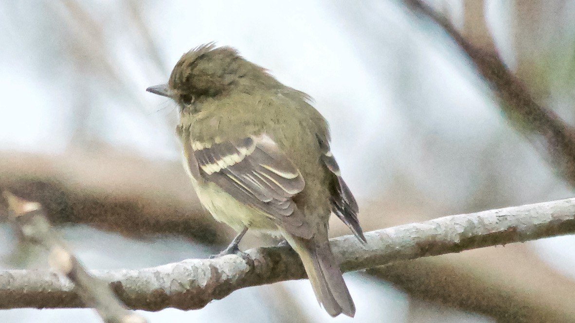 Желтобрюхий мухолов - ML647683429