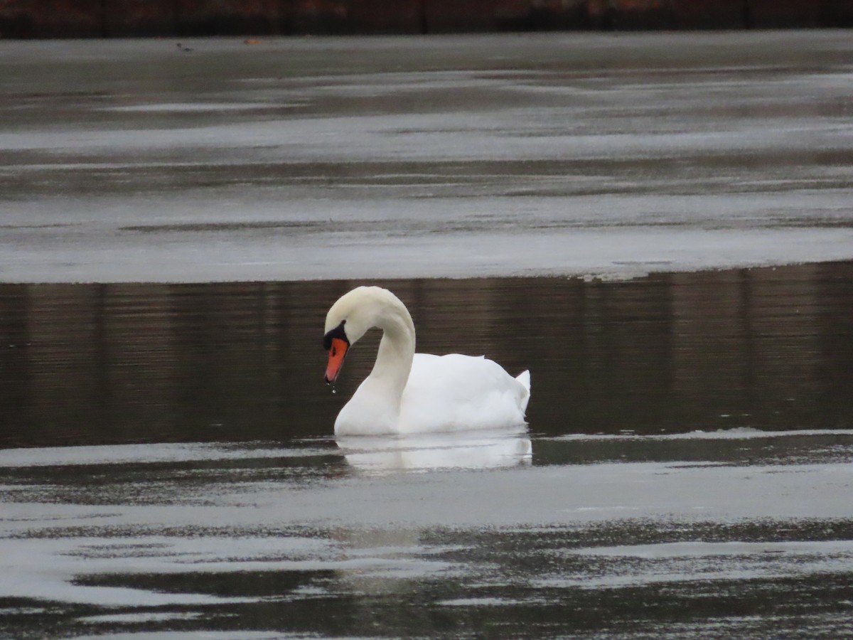 Лебідь-шипун - ML647683430