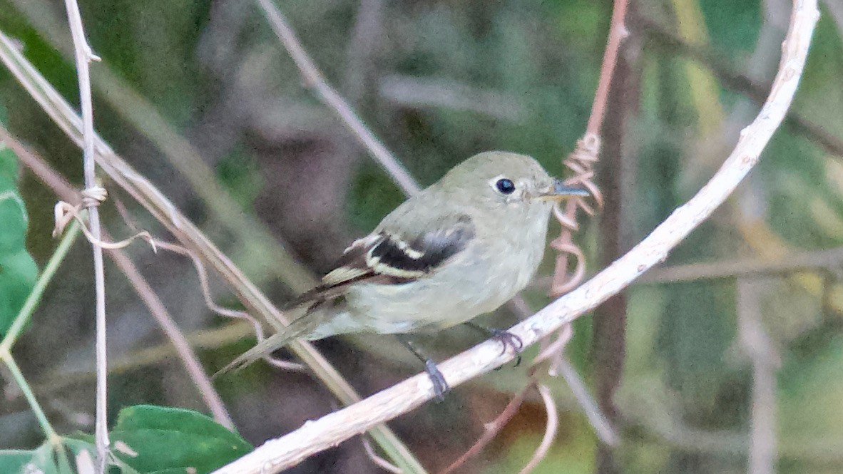 Желтобрюхий мухолов - ML647683434