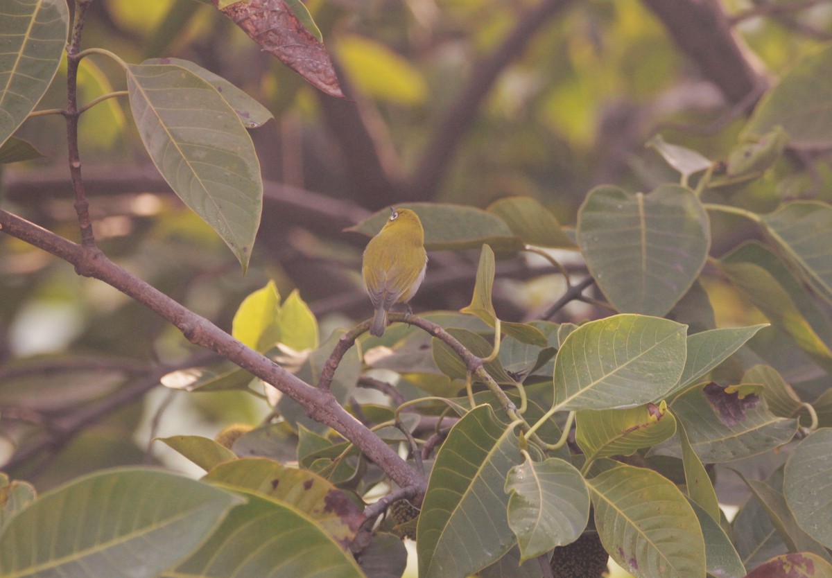 Indian White-eye - ML647683454