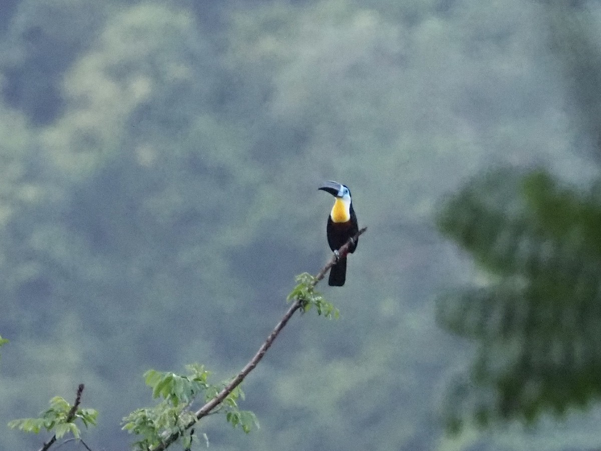 Channel-billed Toucan - ML647683455