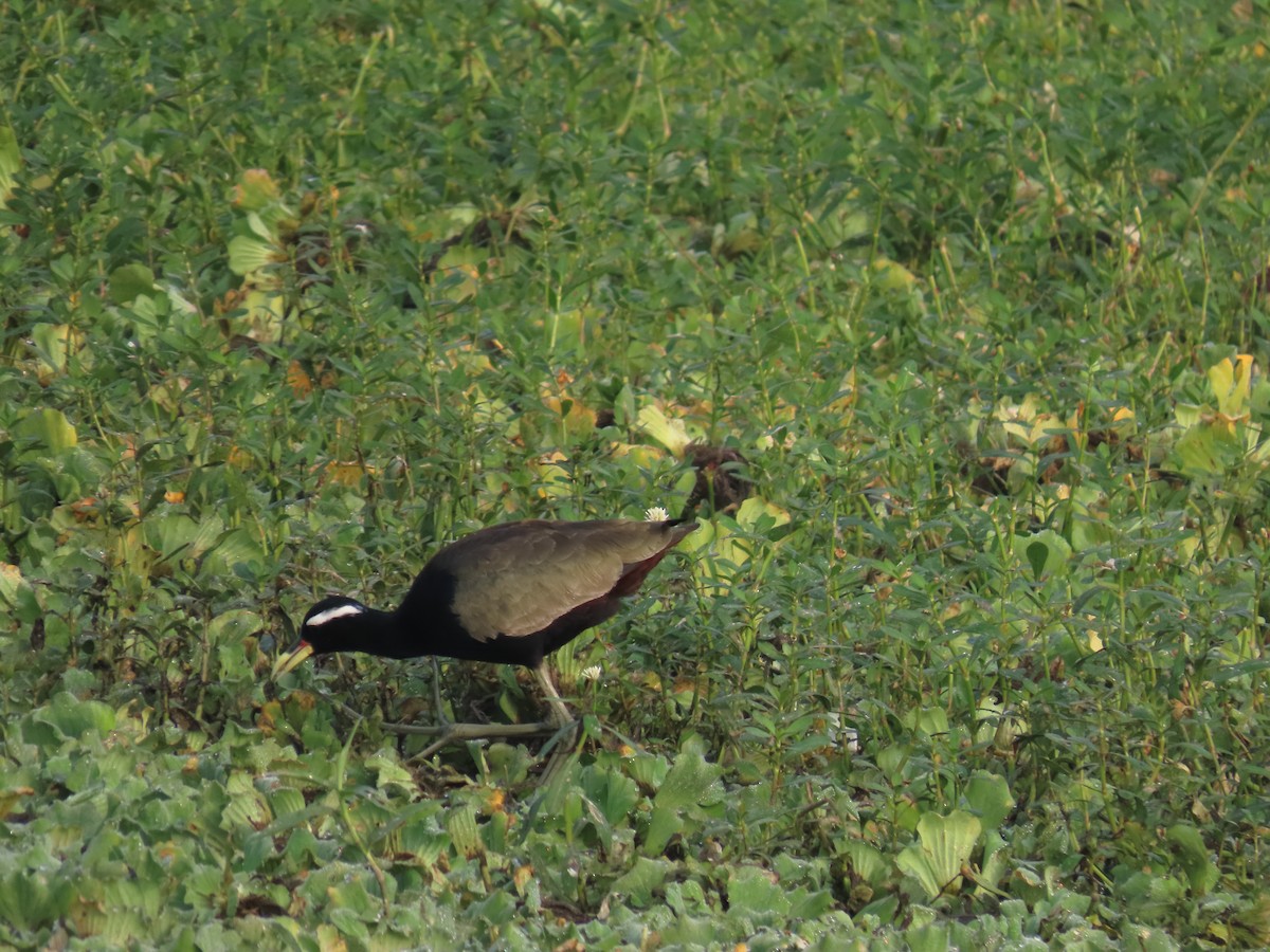 Bronze-winged Jacana - ML647683456