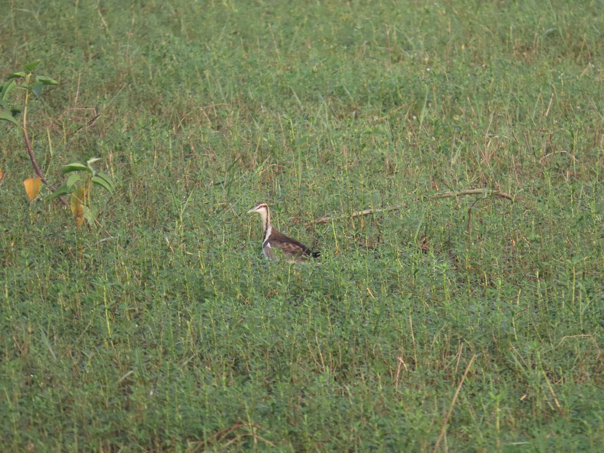 fasanbladhøne - ML647683465