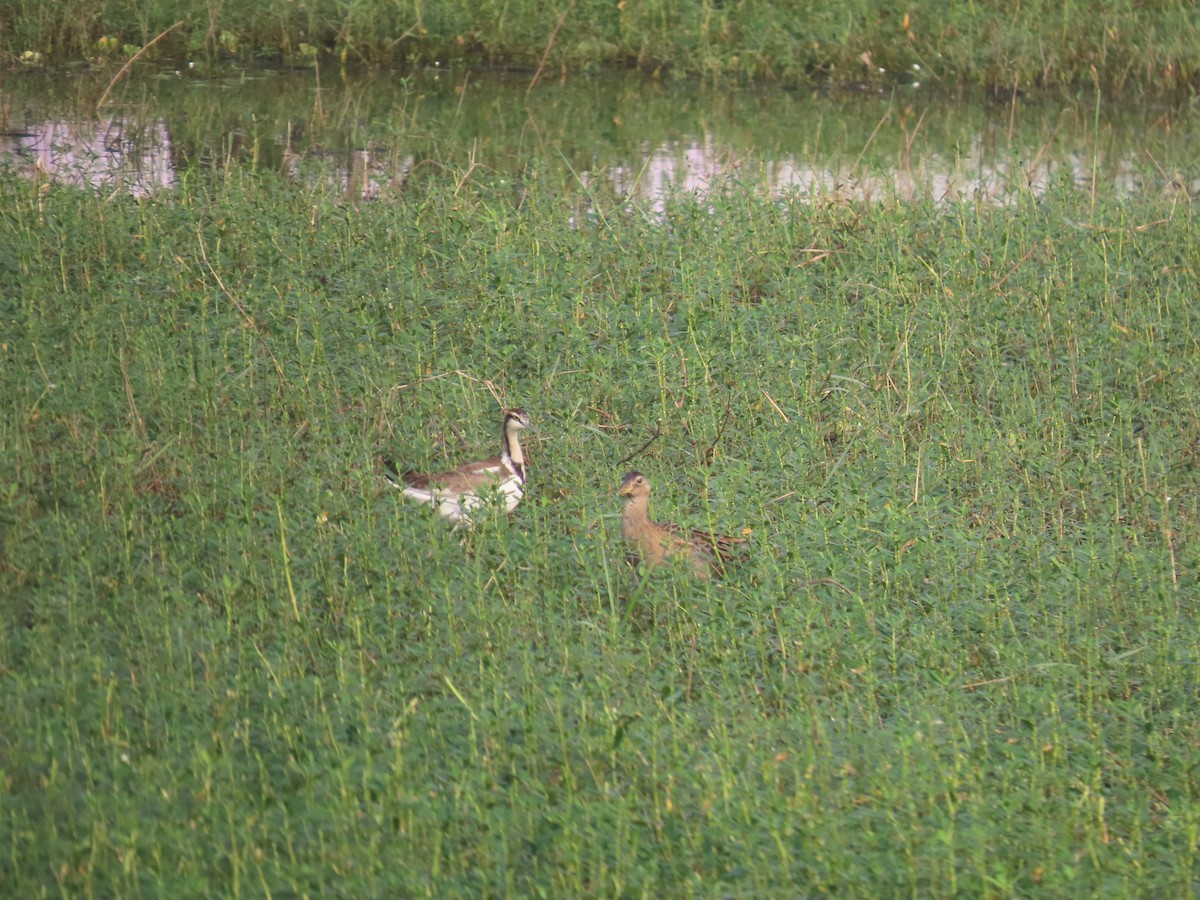 fasanbladhøne - ML647683466