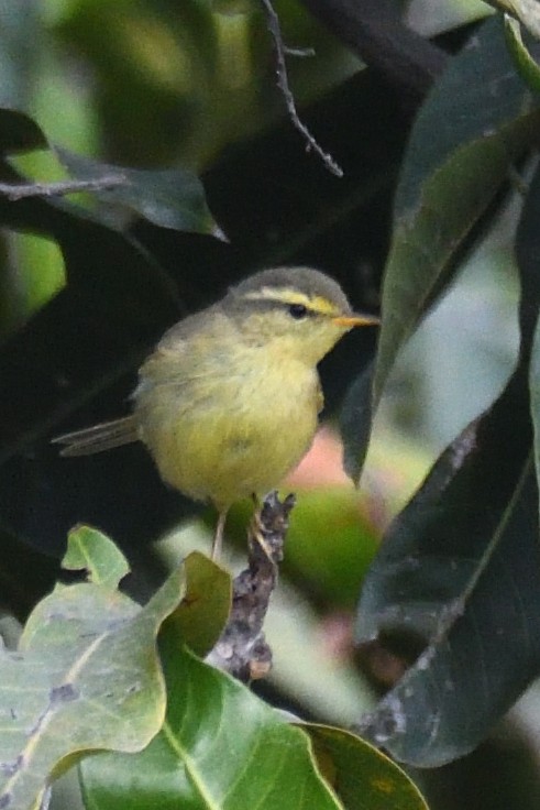 Tickell Çıvgını - ML647683485