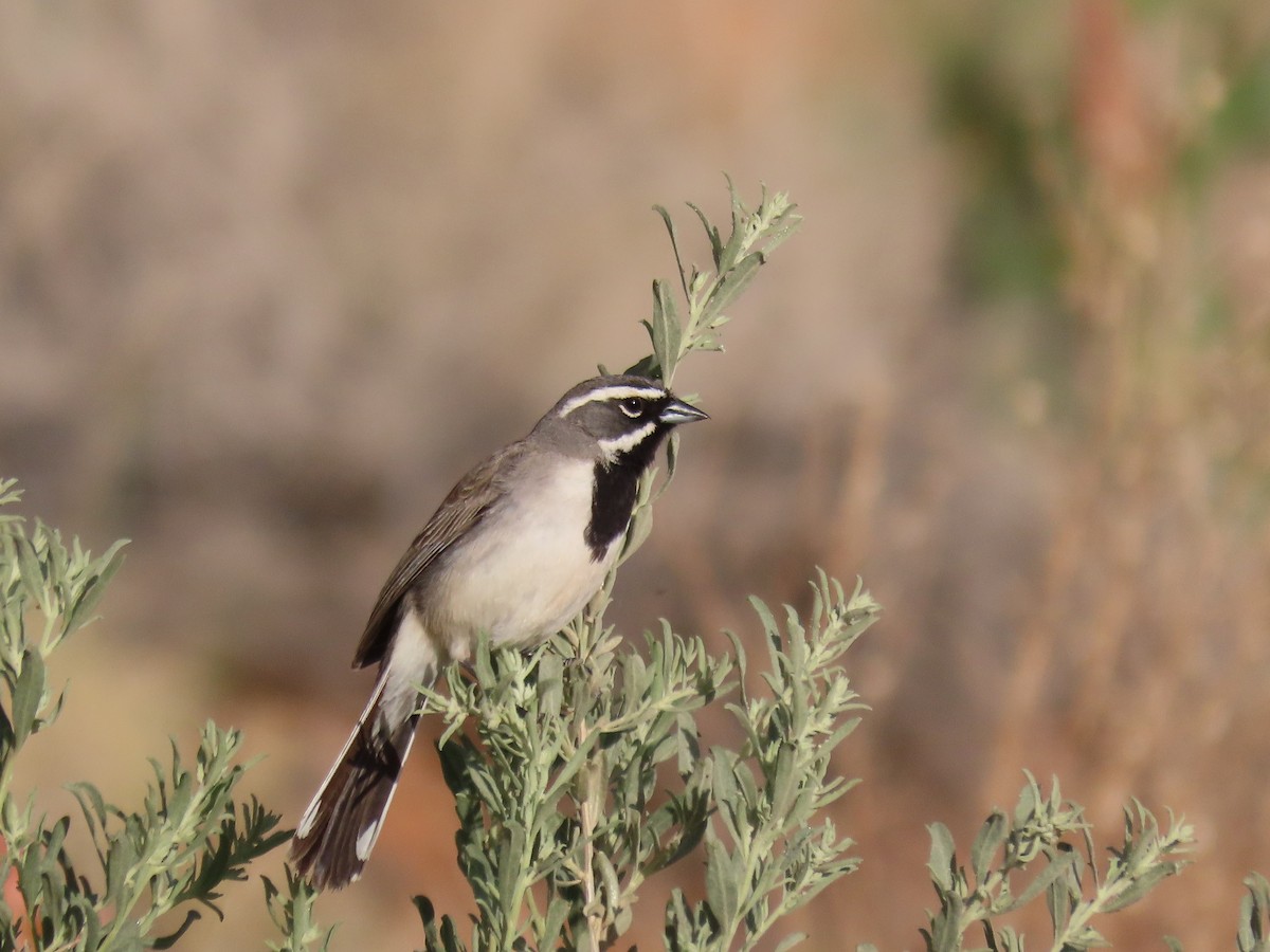 ノドグロヒメドリ - ML647683497