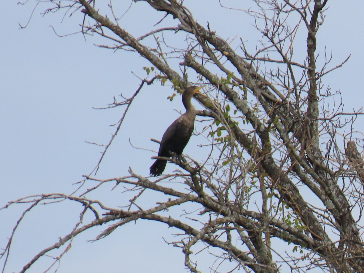 Double-crested Cormorant - ML647683528