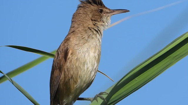 Южная дроздовидная камышевка - ML647683539