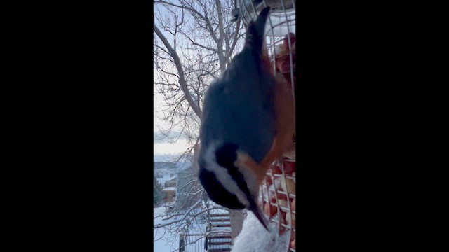 Канадский поползень - ML647683543