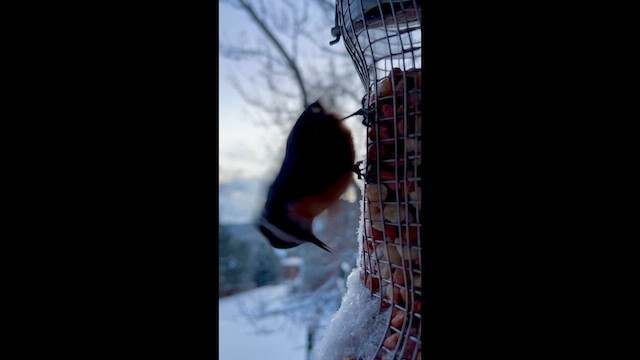 Канадский поползень - ML647683545