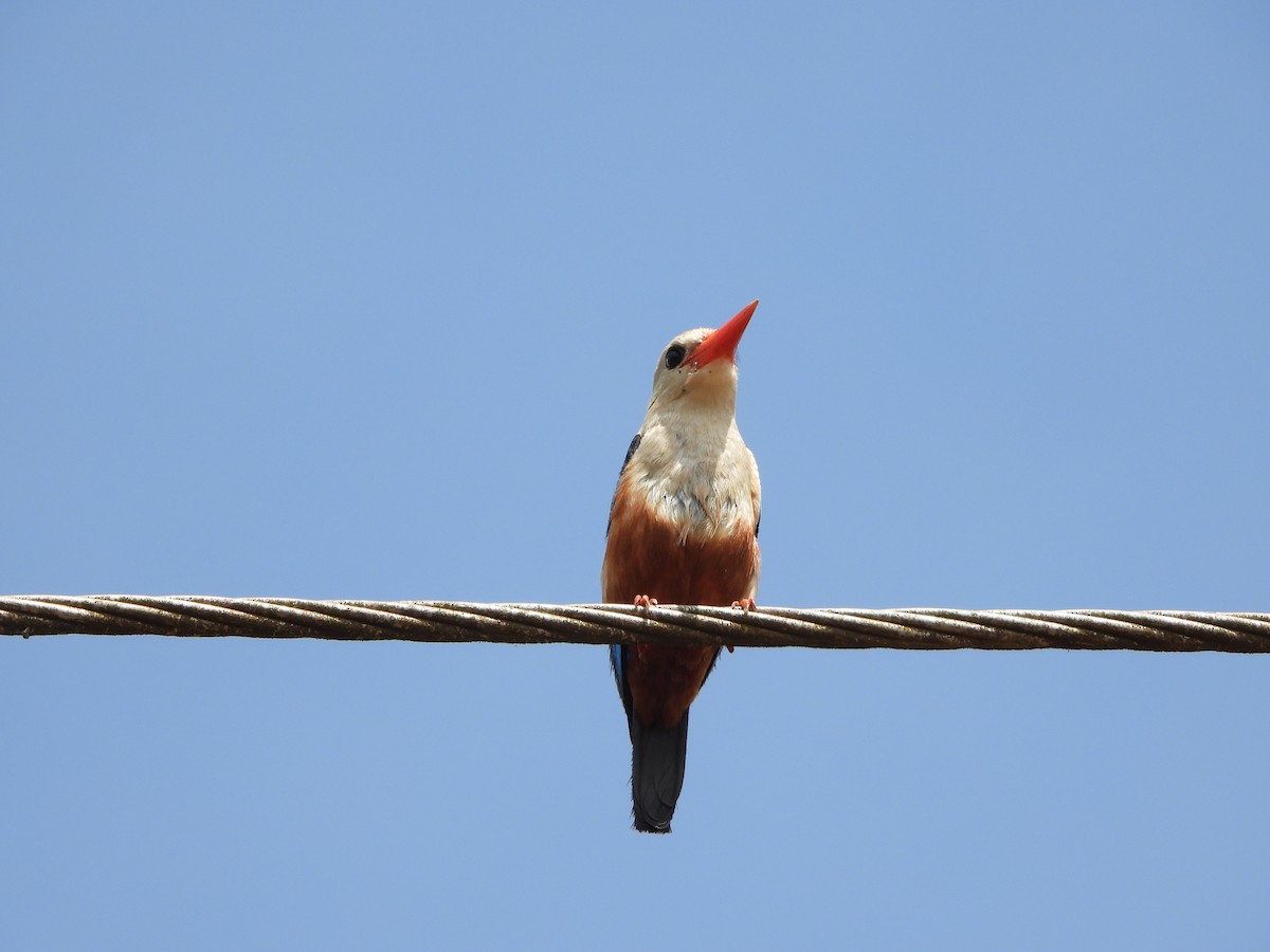 Gray-headed Kingfisher - ML647683559