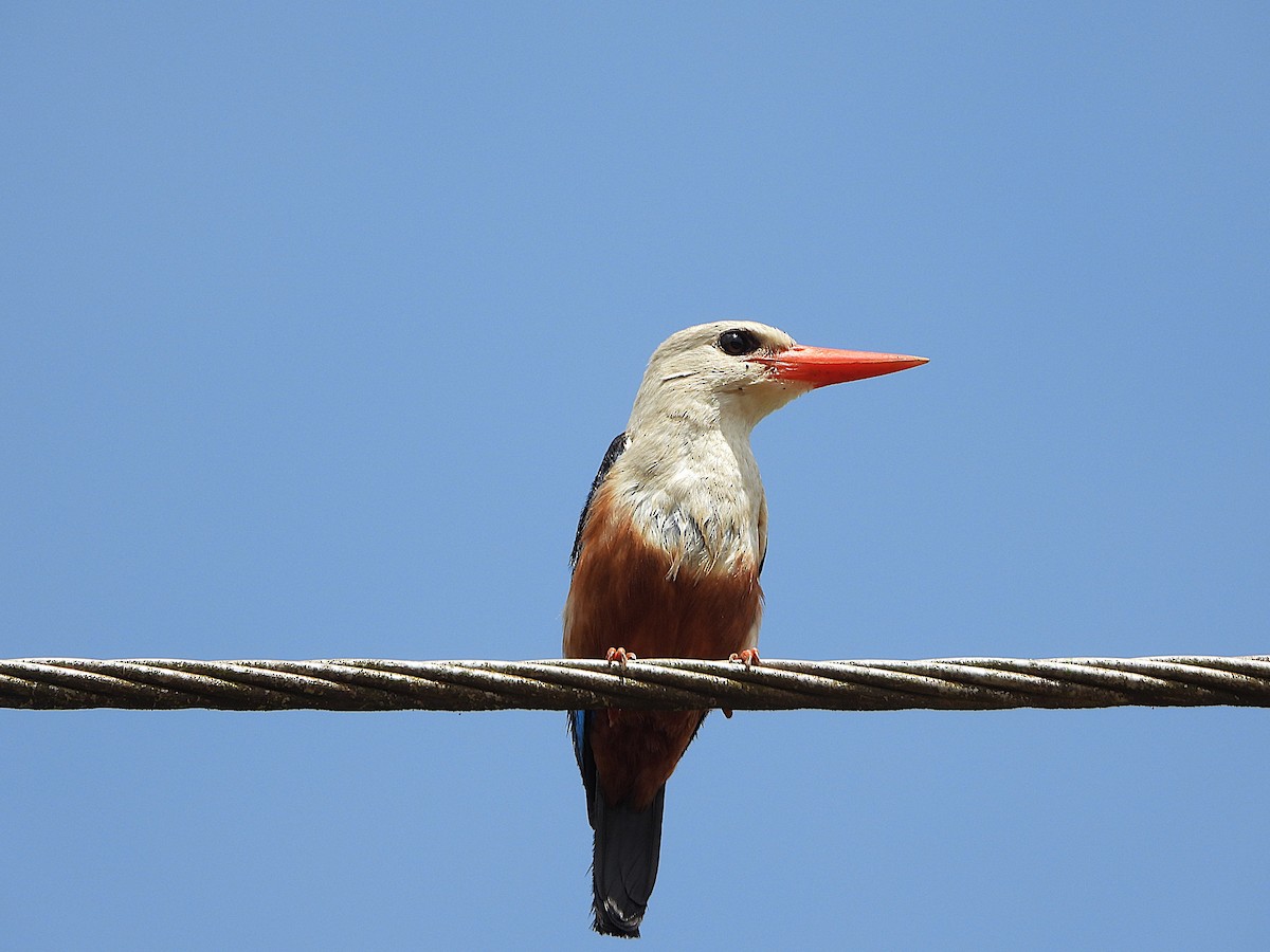 Gray-headed Kingfisher - ML647683564