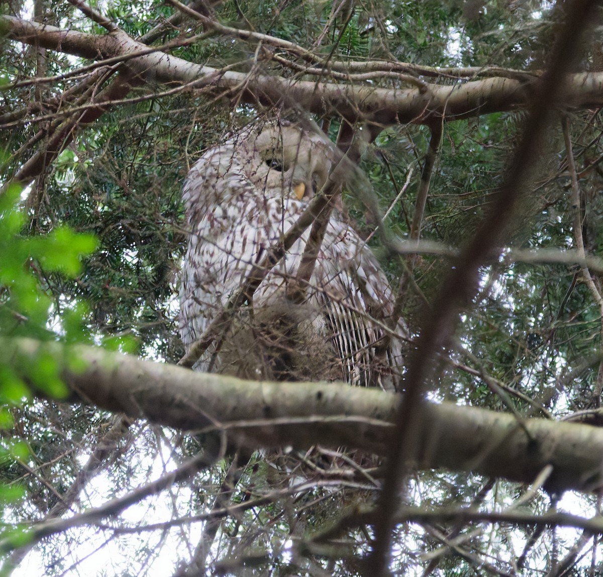 Ural Owl - ML647683619