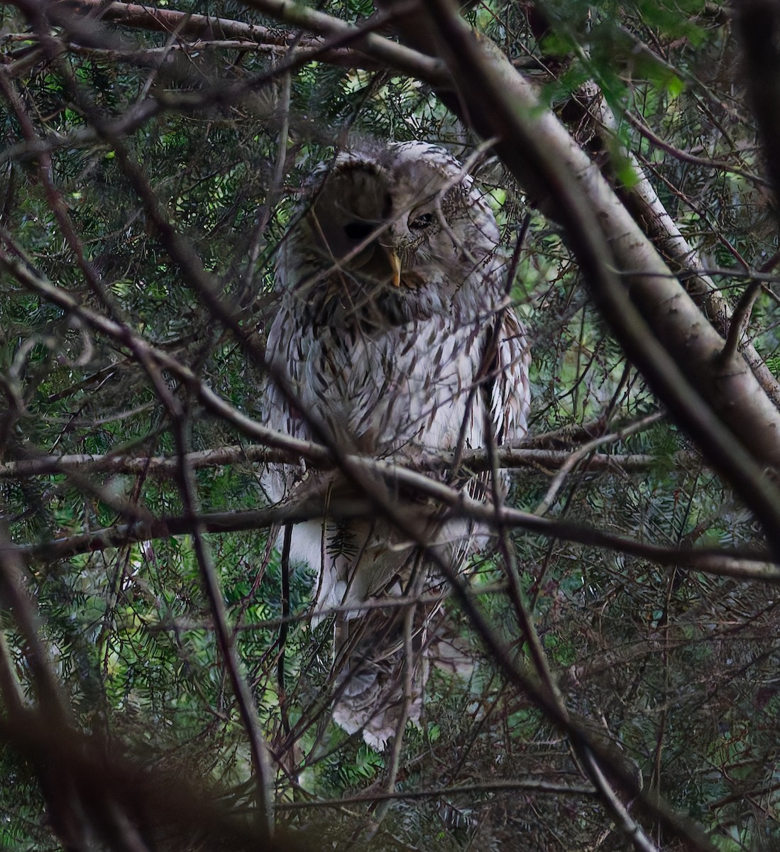 Ural Owl - ML647683620